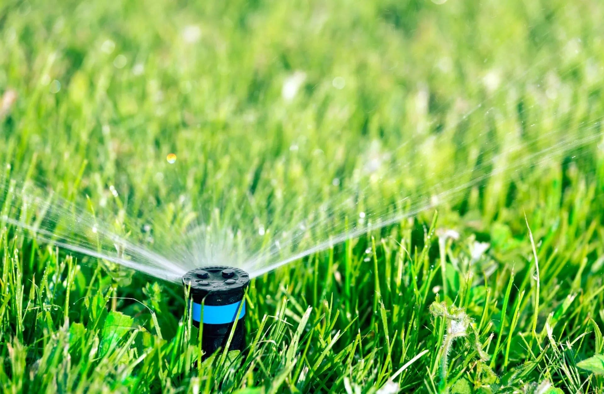 Lawn care , lawn and turf by RNR Landscaping & Construction in the North Bay.