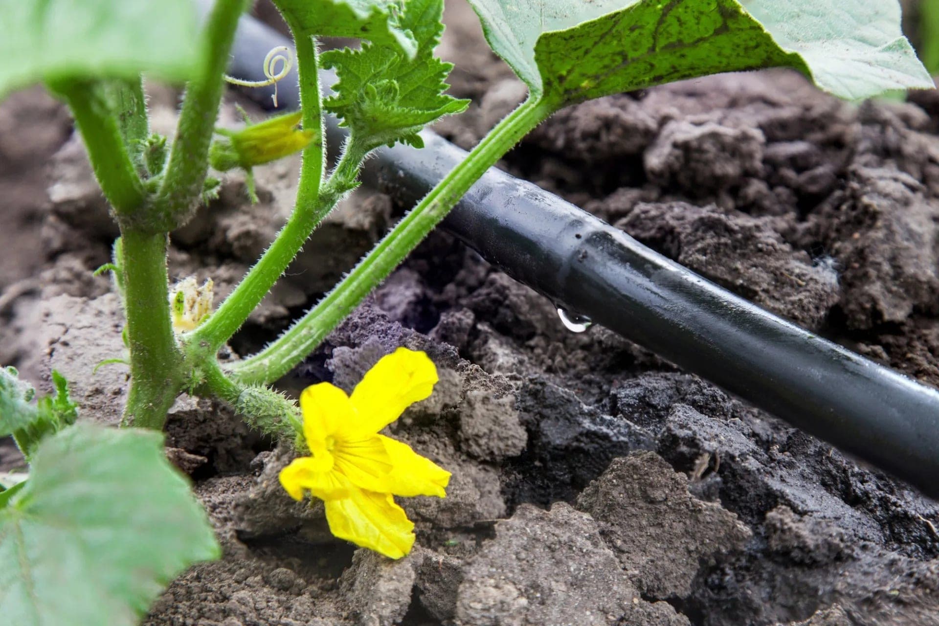 Irrigation and water-wise systems by RNR Landscaping & Construction in the North Bay.