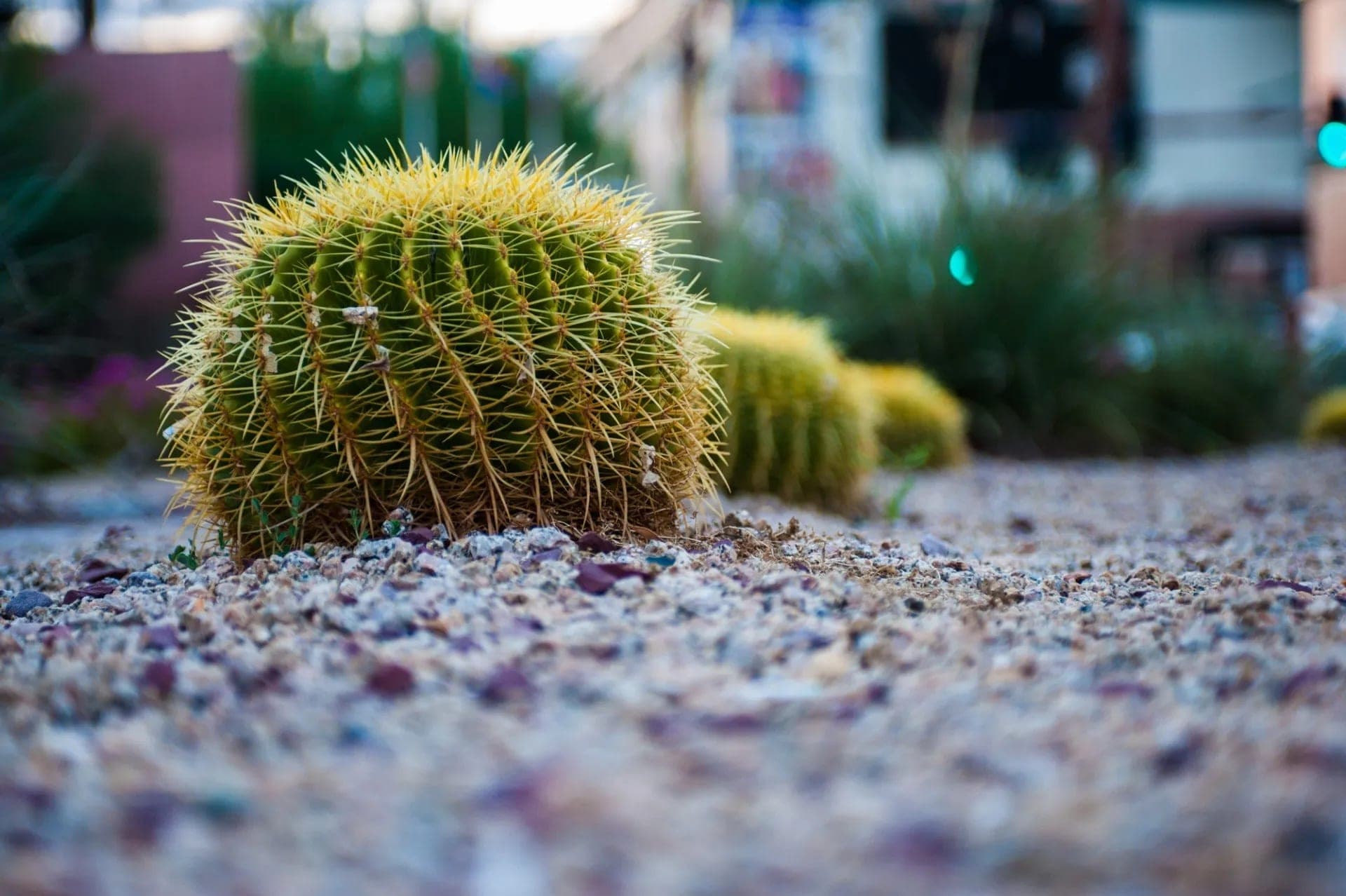 Drought-wise planting and xeriscape landscape detail by RNR Landscaping.